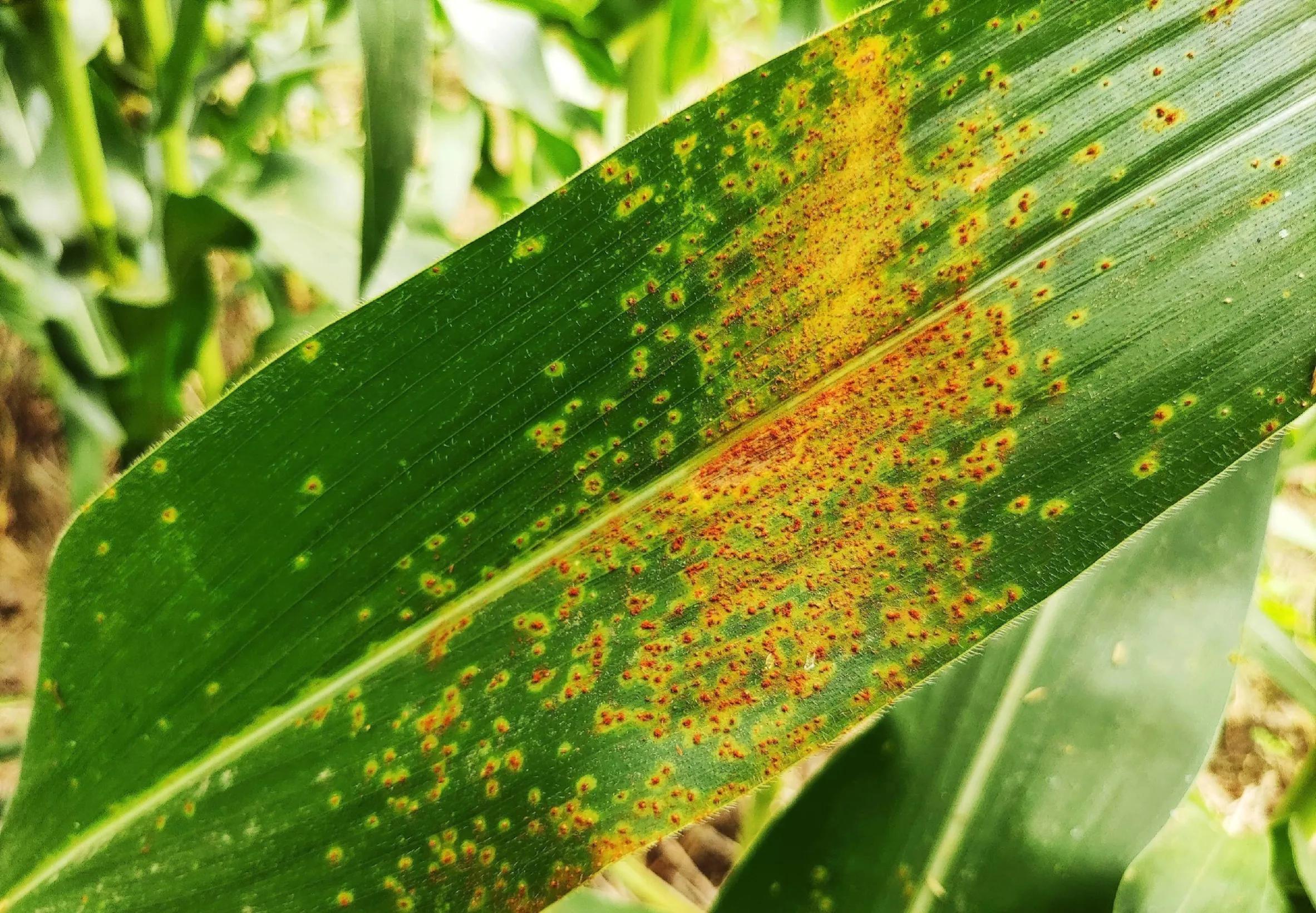 玉米锈病对来年玉米有影响吗,玉米锈病中后期还有治疗必要吗