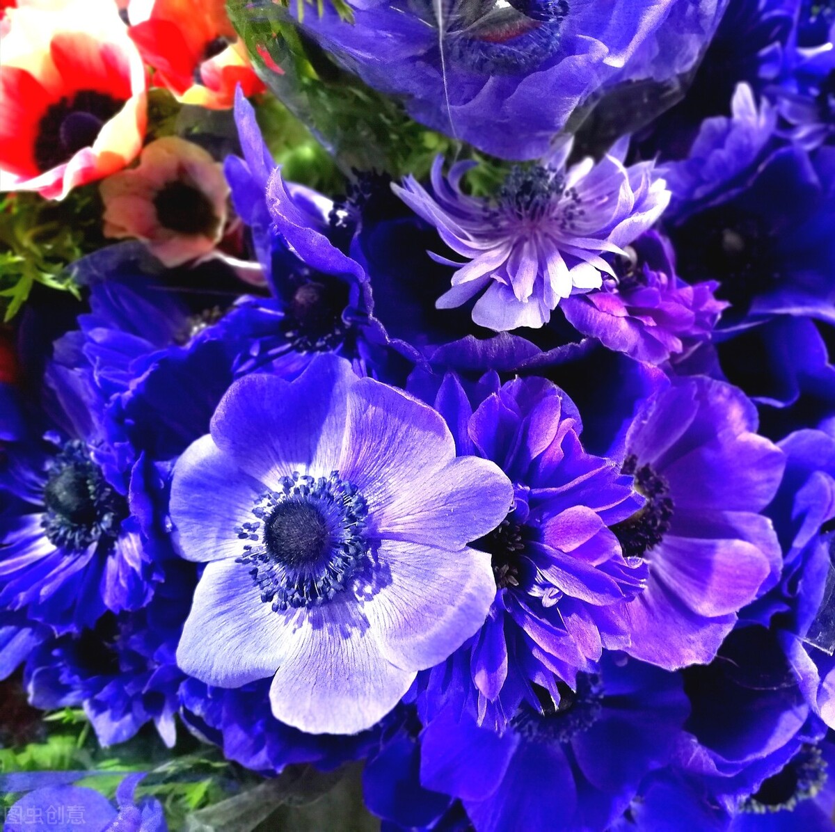 1月至12月生日花的花语,什么花语是祝福生日快乐的花