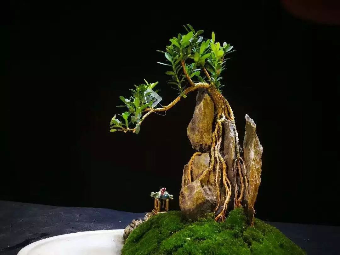 制作更加自然的附石盆景该怎么办,如何制作附石盆景图解