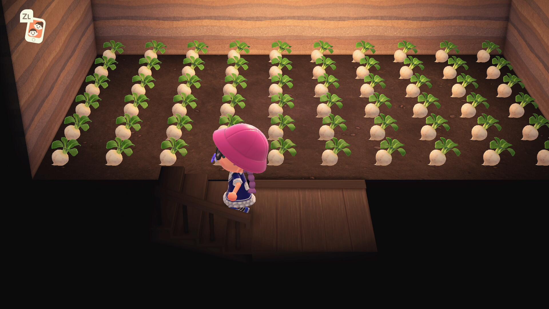 集合啦动物森友会养猫的攻略,集合啦动物森友会书籍攻略