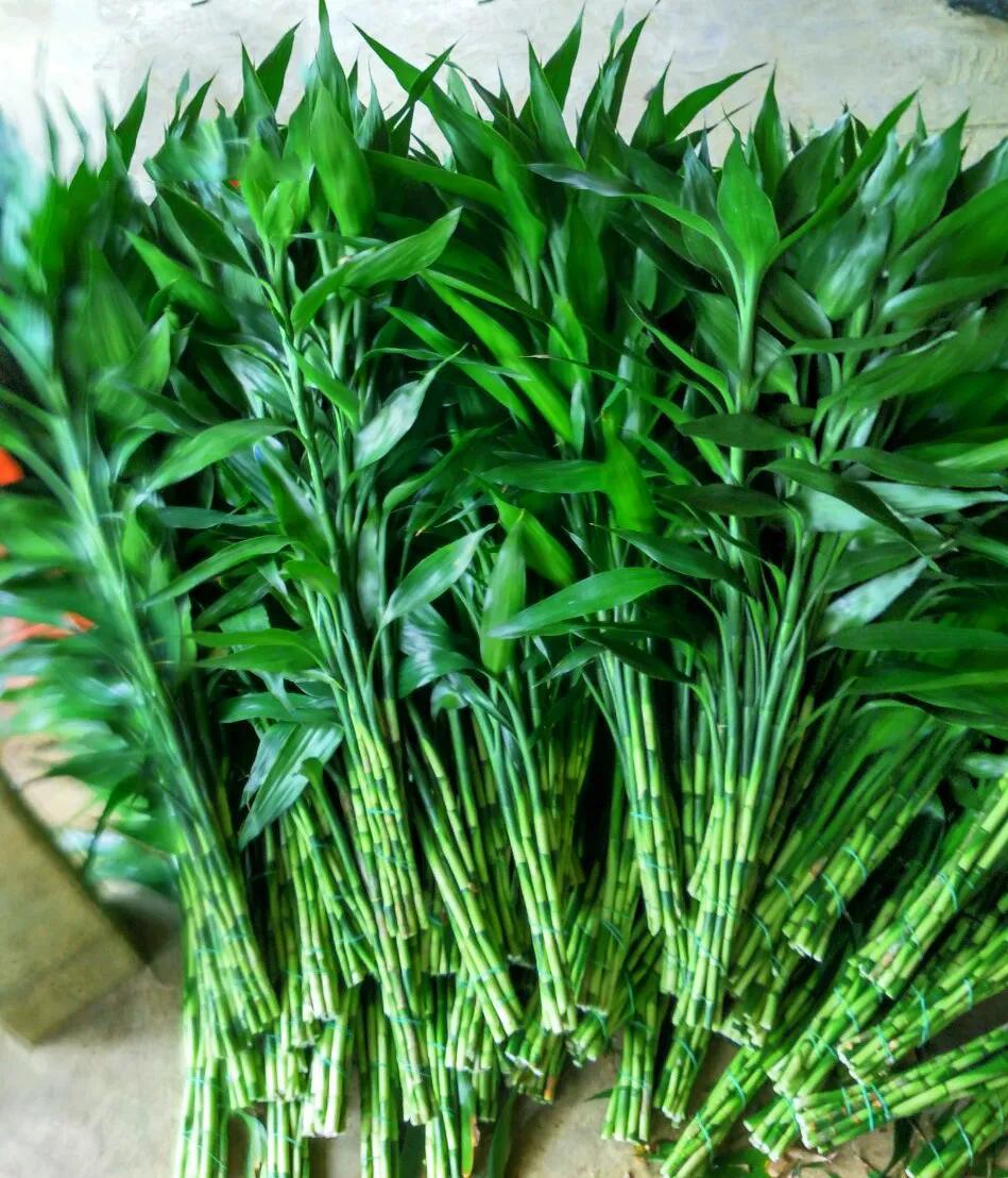 几支富贵竹寓意旺学业,富贵竹招财养几根好