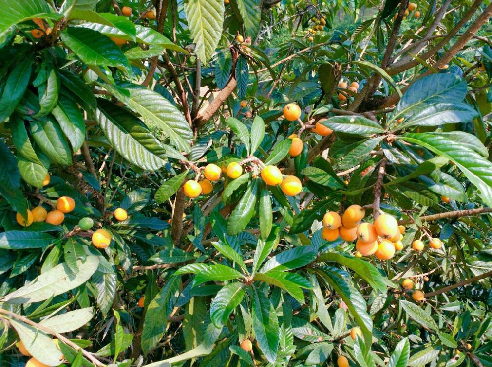 枇杷又黄又甜,枇杷果又脆又甜