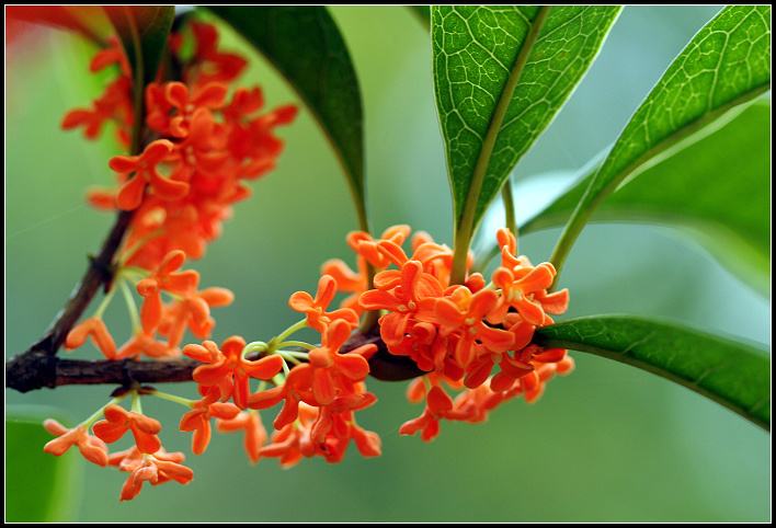 哪种桂花最香最好养,什么桂花最耐寒最好养
