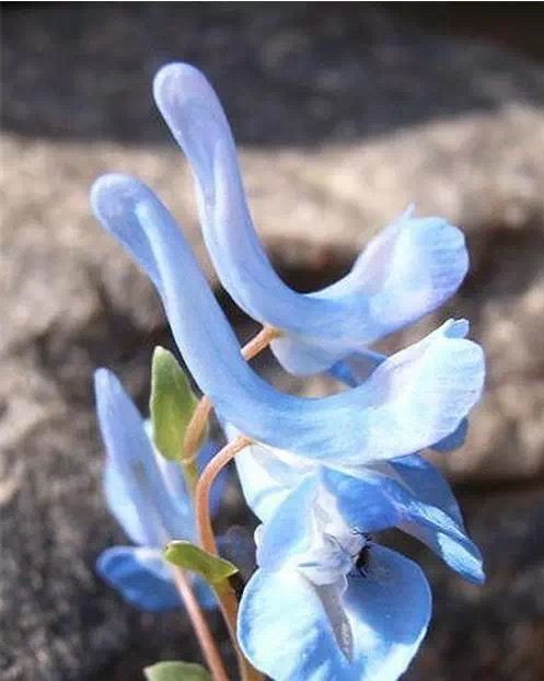 “上帝的指纹”及一些奇怪的花,世界真有趣