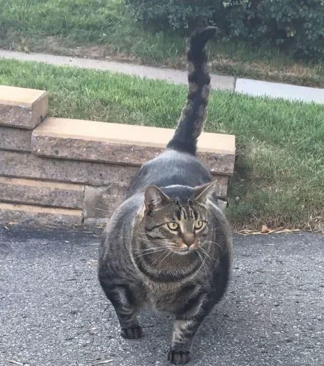 最适合家养的猫排名橘猫,最胖的品种猫排名