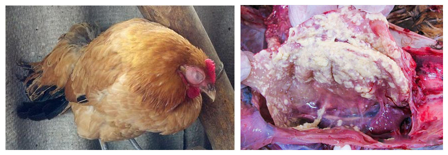 鸡呼吸道支原体治疗方法,鸡支原体感染治愈案例