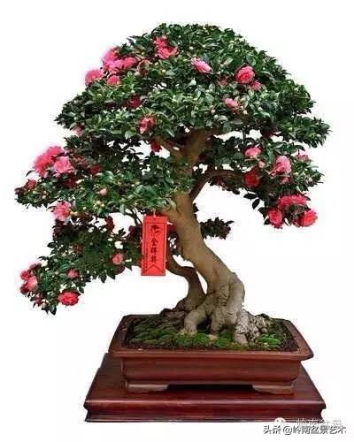 花木盆景嫁接技术视频,花木果树嫁接技术视频