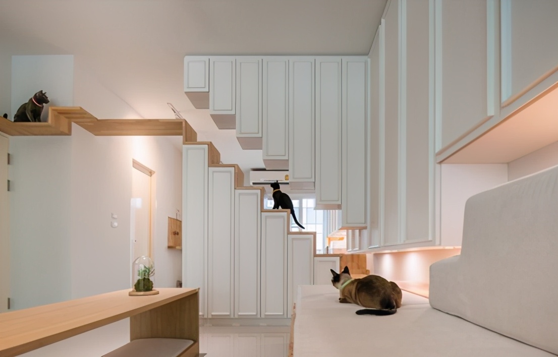 装修分享|养猫指南：铲屎官必看家装攻略