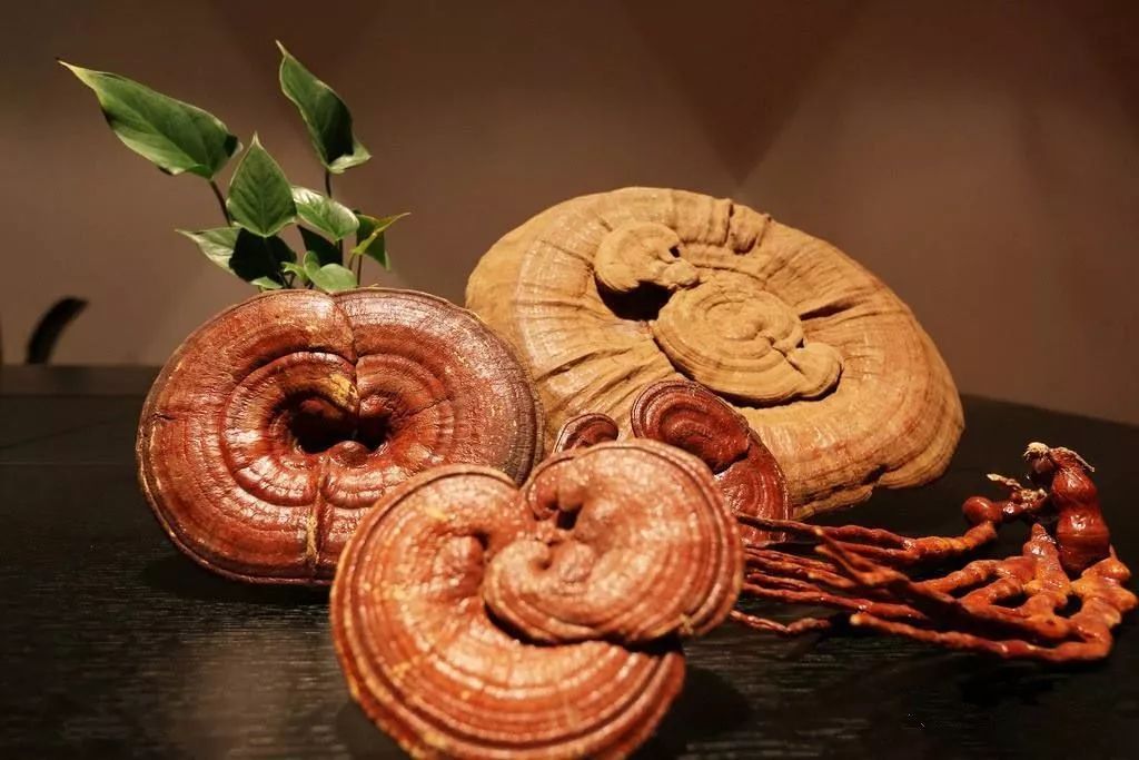 灵芝为什么能被叫做仙草呢,千年灵芝仙草