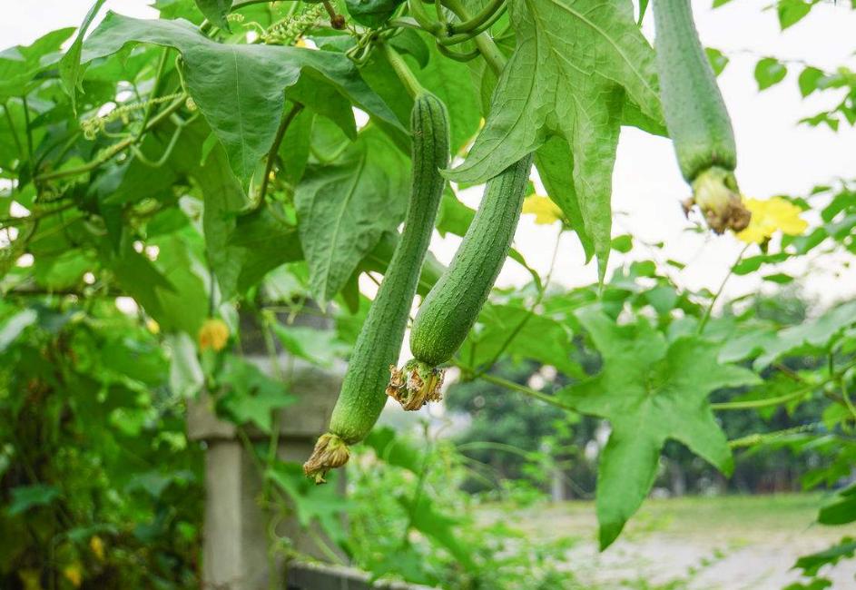 醋治肩周炎最好的方法,白醋治肩周炎