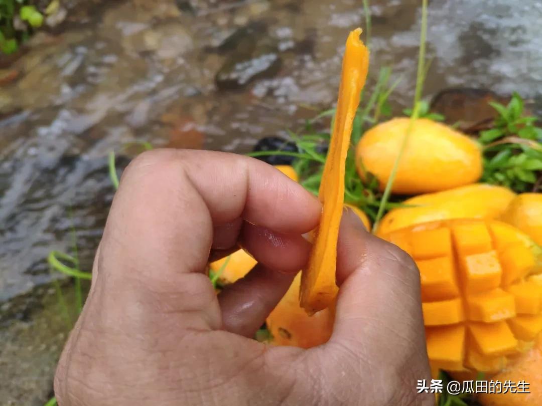 海南小台芒皮薄肉厚甘甜多汁,海南正宗台芒芒果