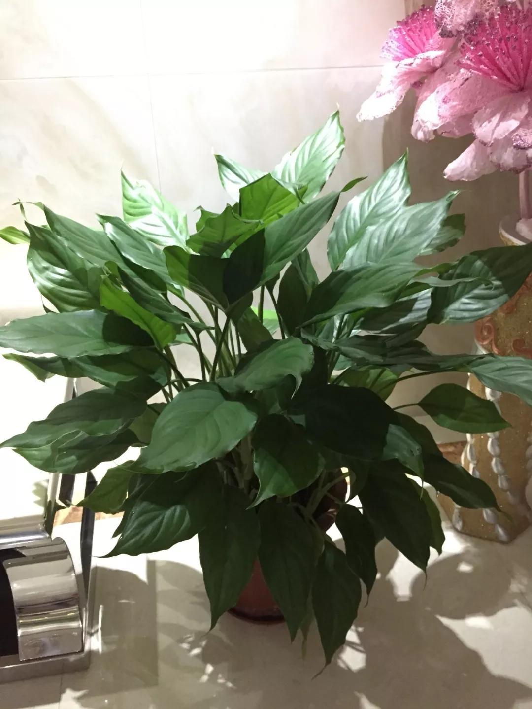 养哪一种吃虫子的花最合适,这4种花真省心养在家里不招虫