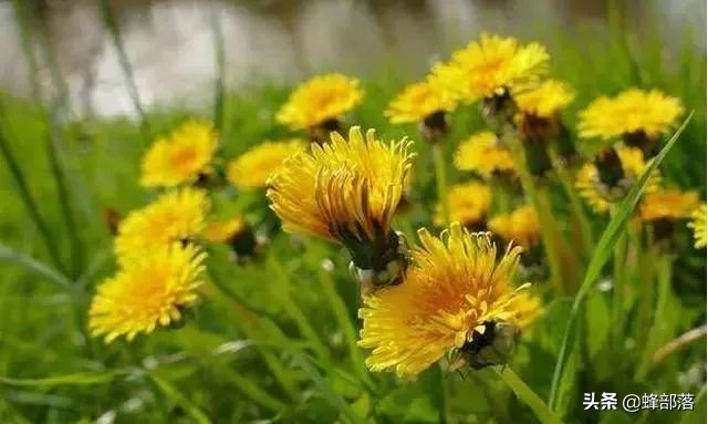 野菊花是蜜源植物不,菊花对蜜蜂有害吗