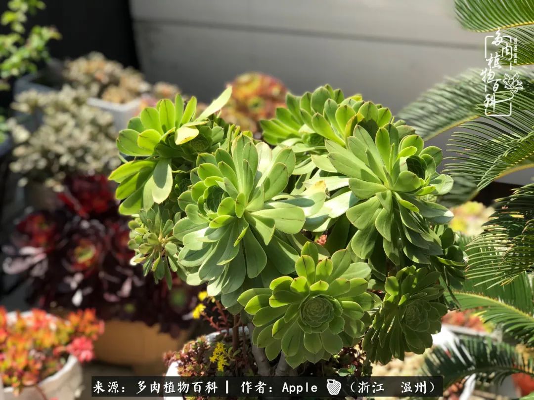 多肉成长记观察记录怎么写,多肉成长记录观察展板