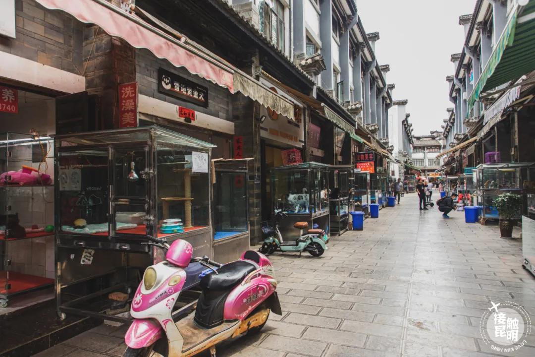 逛逛园博花鸟市场,园博花鸟市场攻略