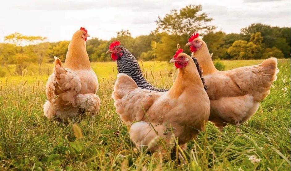 孩子性早熟了，罪魁祸首不是食物而是烹饪方式