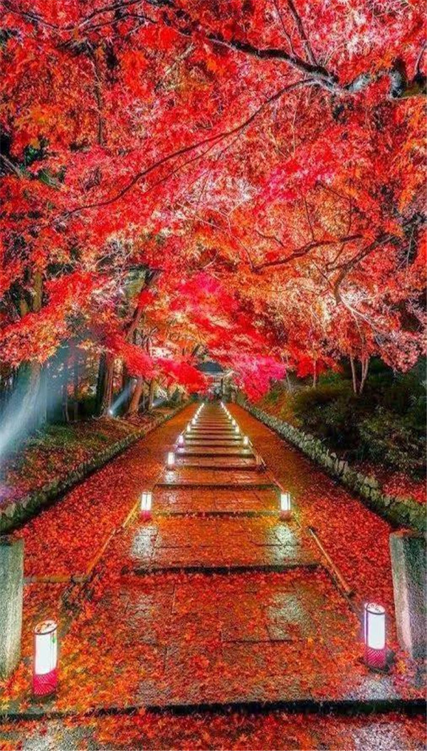 送你一张绝美壁纸,送你一张超美竖屏壁纸