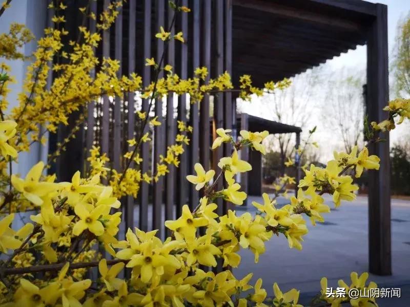 春天里最美的遇见歌曲,春天最美的文案就是油菜花