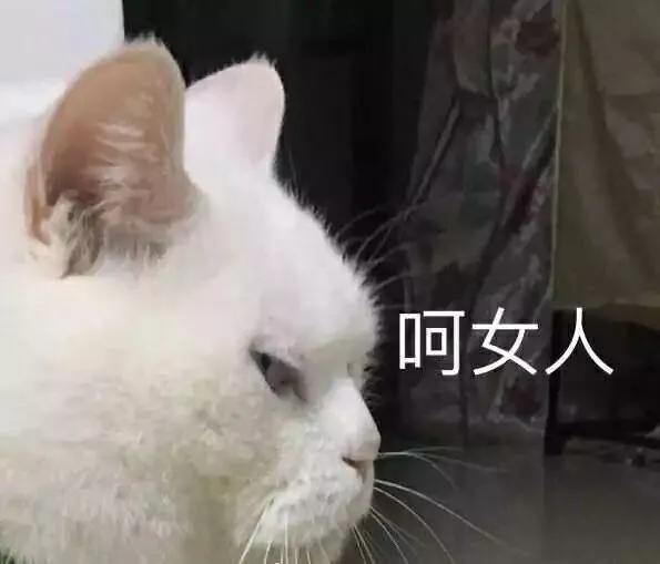 猫咪吃了蟑螂该给它吃什么药,猫咪每天给主人家门口送礼物
