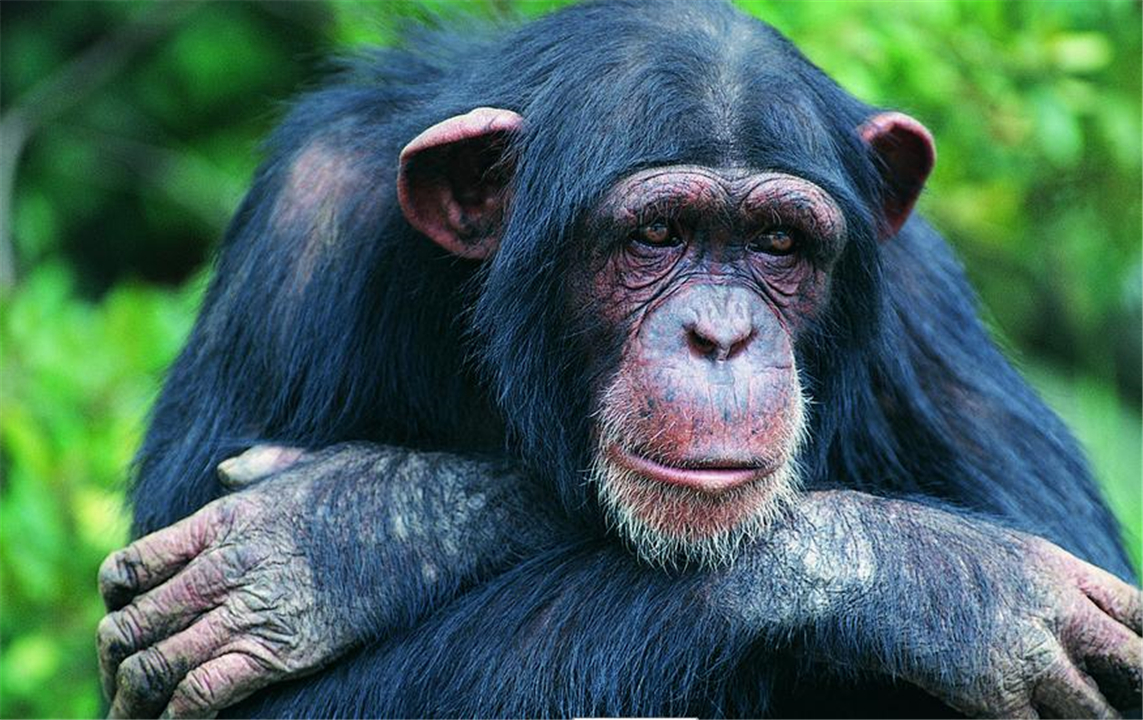 涨姿势世界七大著名心理学效应,动物都可能得抑郁症吗