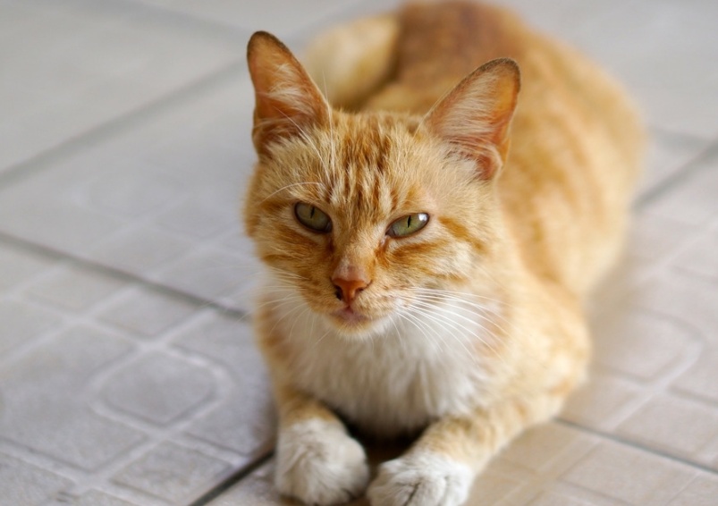 猫癣百科,猫癣科普