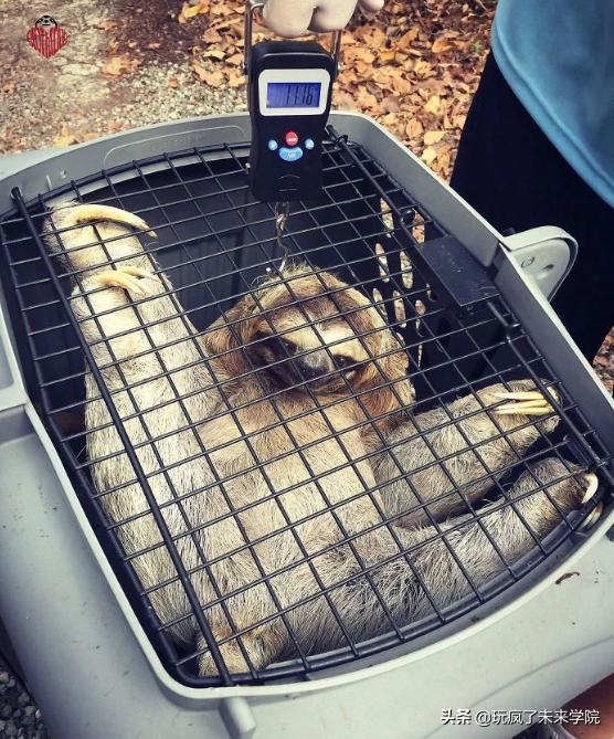 熊猫称完体重后自闭,当熊猫称完体重自闭