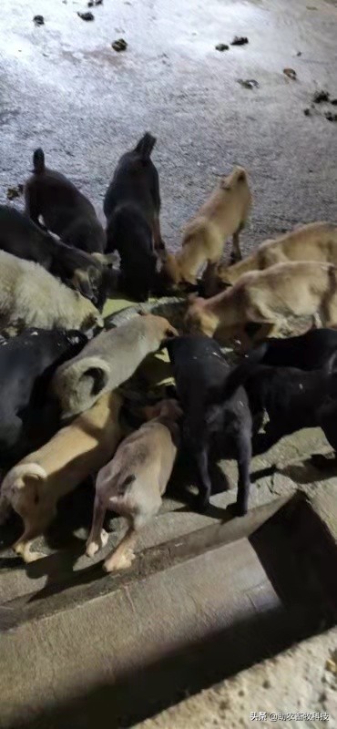 豆腐渣发酵饲养肉狗效果,发酵豆渣喂狗配方