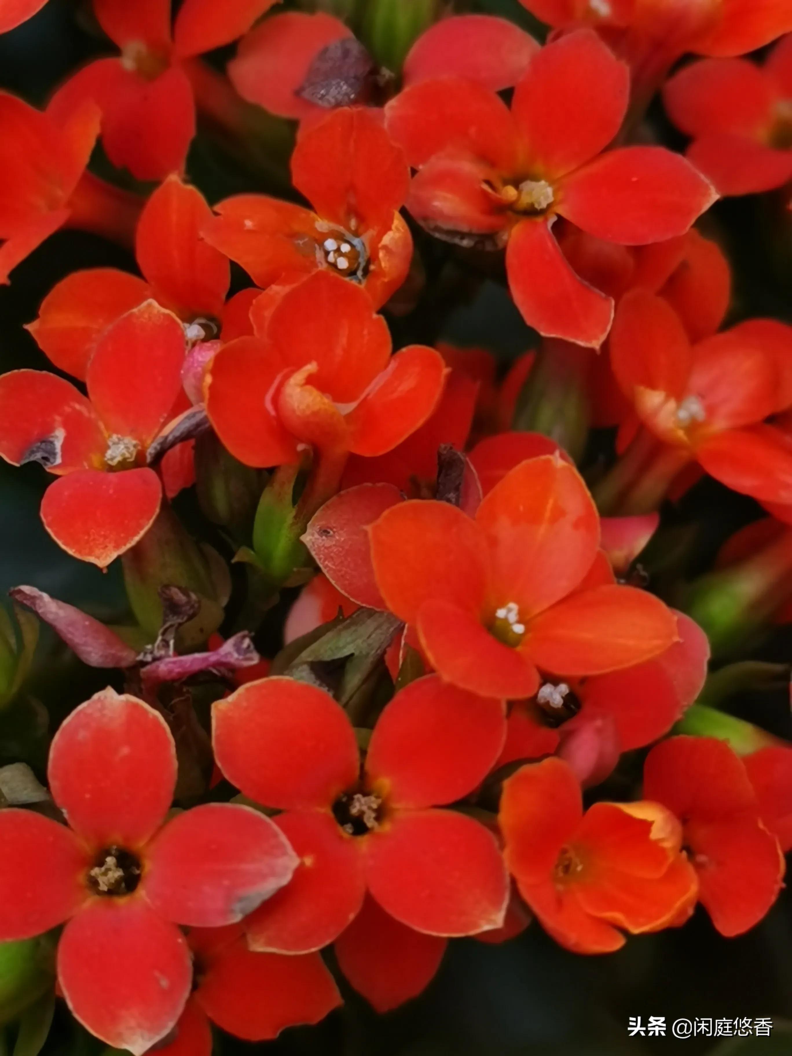 100种常种花卉养护秘籍,20种花卉浇水保养法