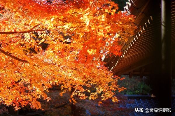 700年历史的日本小寺，为了看秋叶要买两次票，一次比一次贵