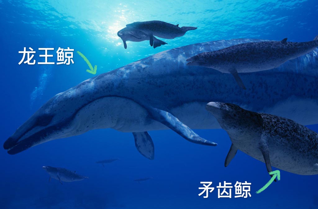 有图有真相有依据,有图有真相眼见为实