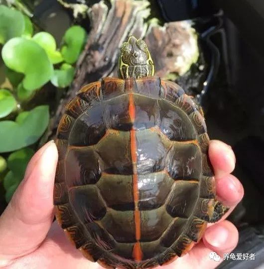 锦龟和巴西龟能杂交吗,锦龟白色环境好还是黑色环境好