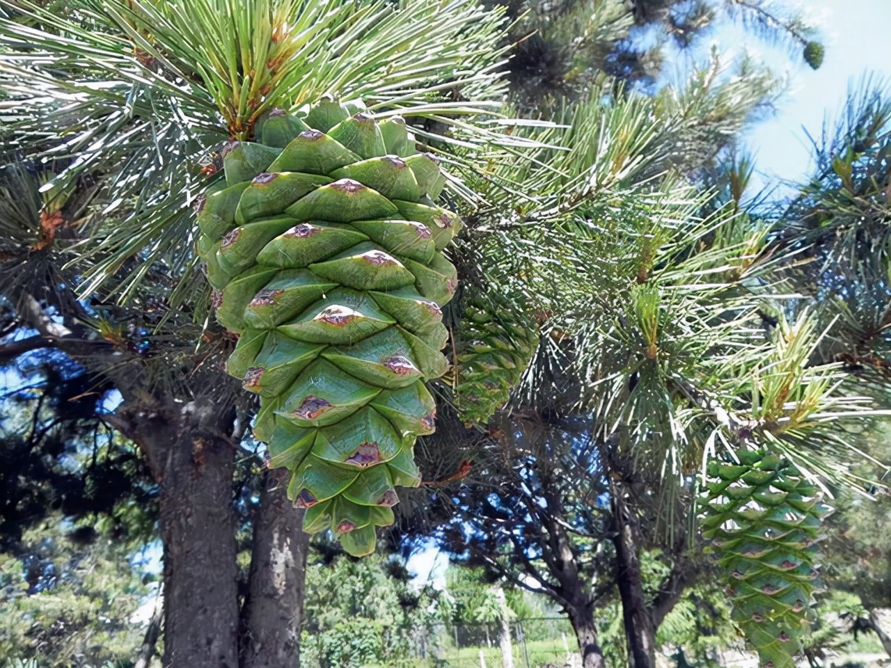 45吨松子阿富汗卖了多少,巴西松子与阿富汗松子的区别