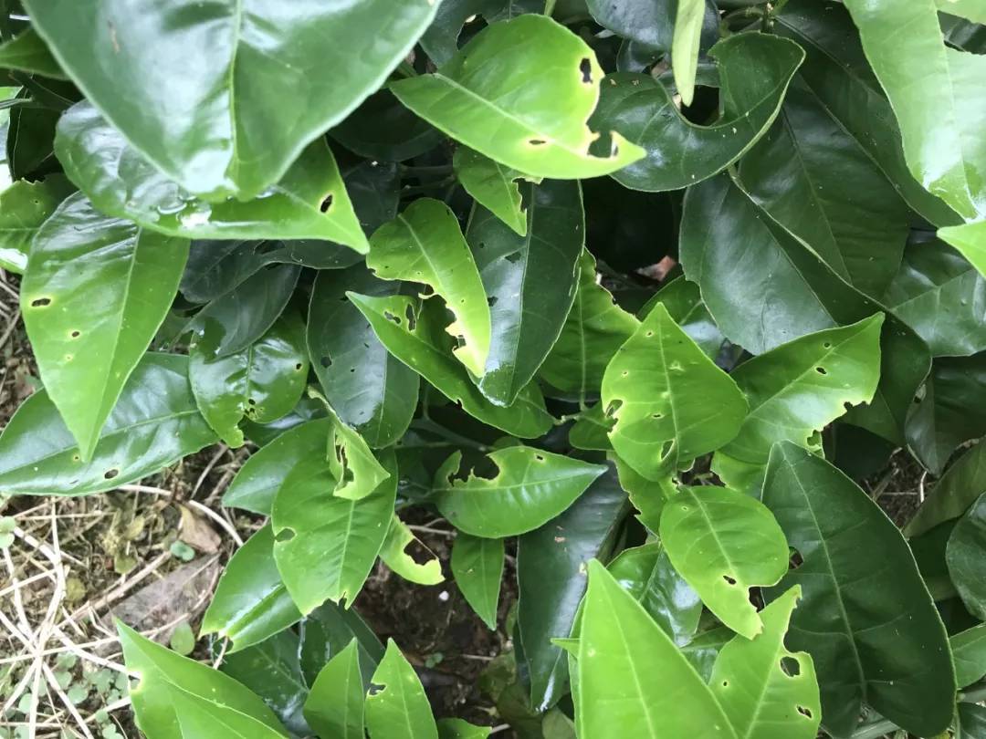 苹果园蜗牛防治有妙招,果树蜗牛病害防治