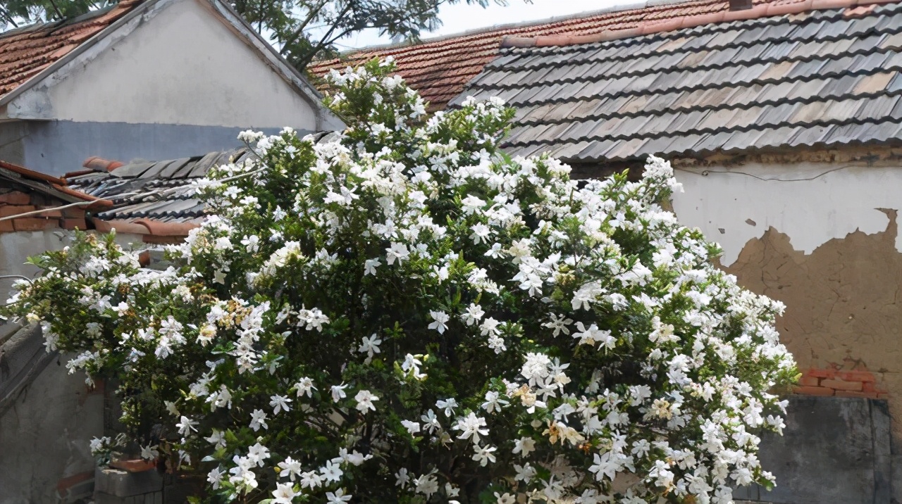 如何才能把栀子花养好,如何才可以把栀子花养好