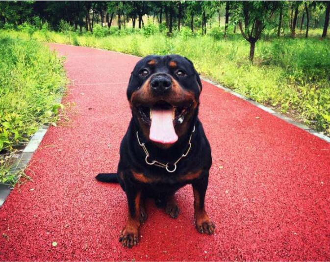 养狗讲究多8大禁忌绝不能犯,养狗养什么大型犬比较安全