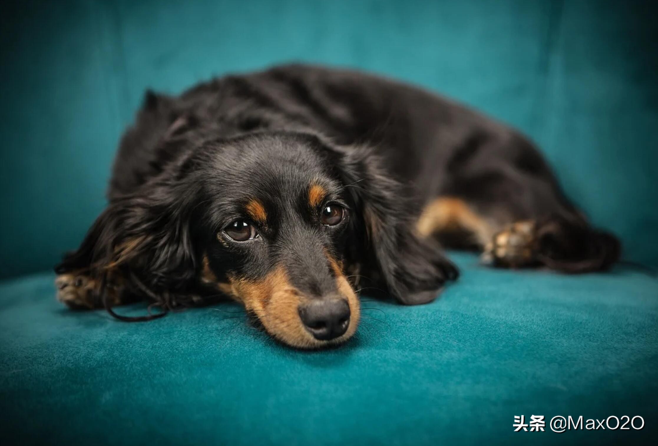 因为一条狗，闺蜜和我绝交了