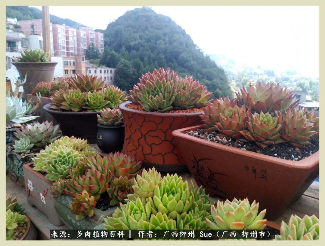 艳阳高照凉爽贵州,我要勤快地捕捉美好!(二)