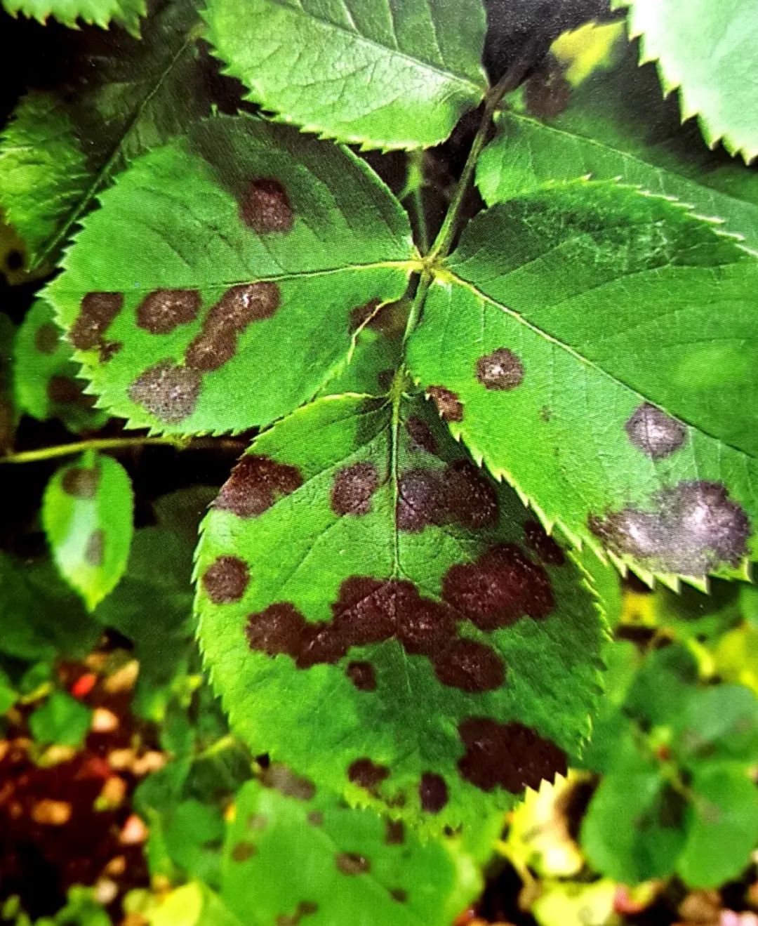 6月即到，阳台上的盆栽月季这样养必能爆花到让你欣喜