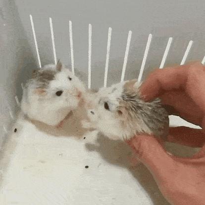 为什么两只仓鼠在一起会打架,仓鼠老是打架是什么原因