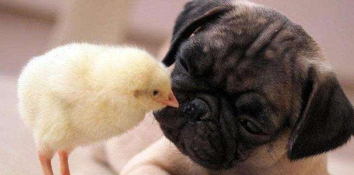 养巴哥犬需要注意什么,巴哥犬6个月大才养好吗