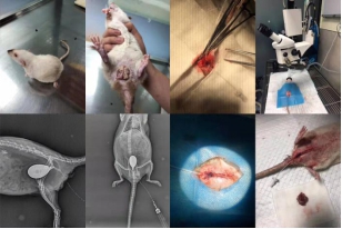 新奇物种怎么养,新奇宠物怎么养