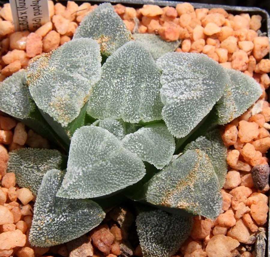 家居收纳日本主妇收纳秘笈大公开,日本主妇如何收纳冰箱蔬菜