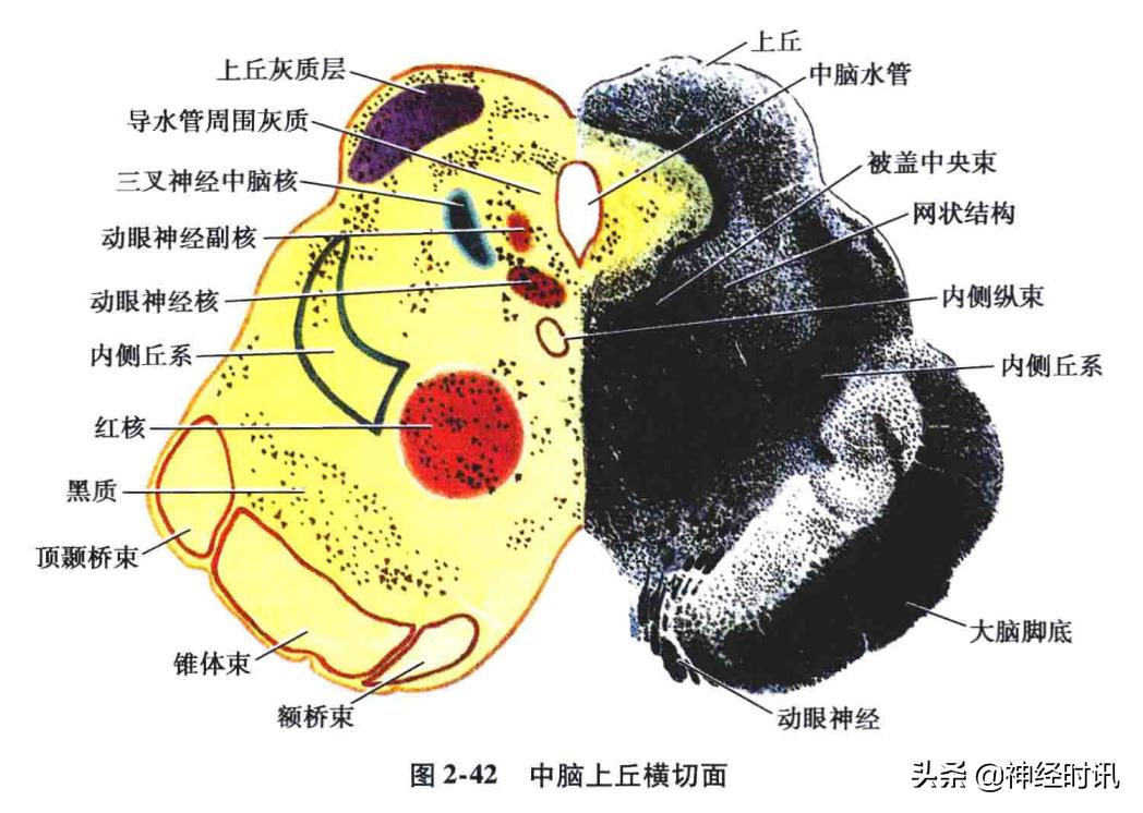 脑干解剖,脑干神经解剖