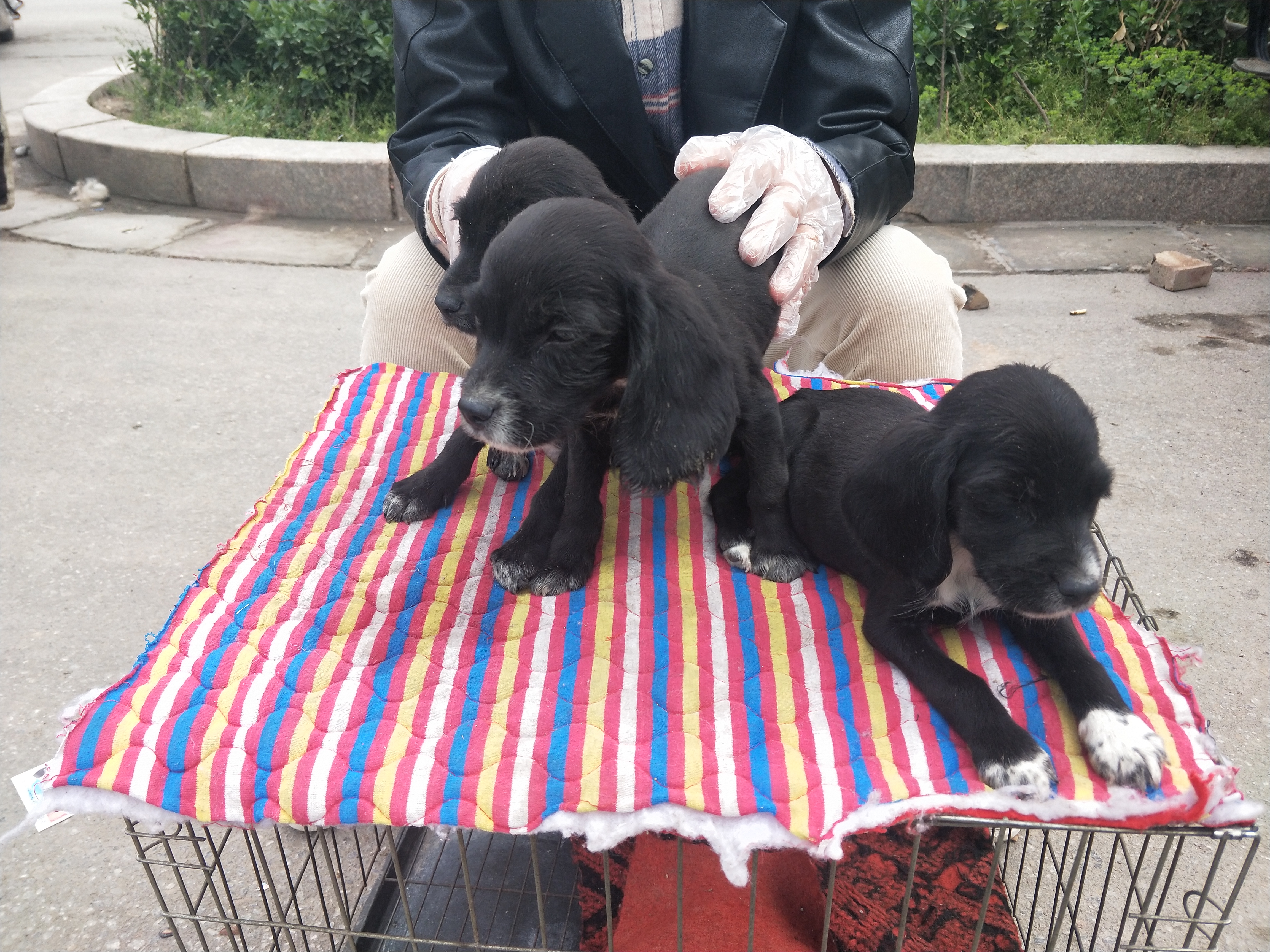 商丘宠物交易市场宠物兔,逛东北宠物交易市场