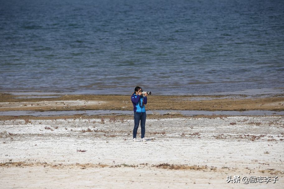 宁夏候鸟,候鸟监测简报