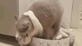 猫咪费洛蒙弊端,费洛蒙猫咪舒缓