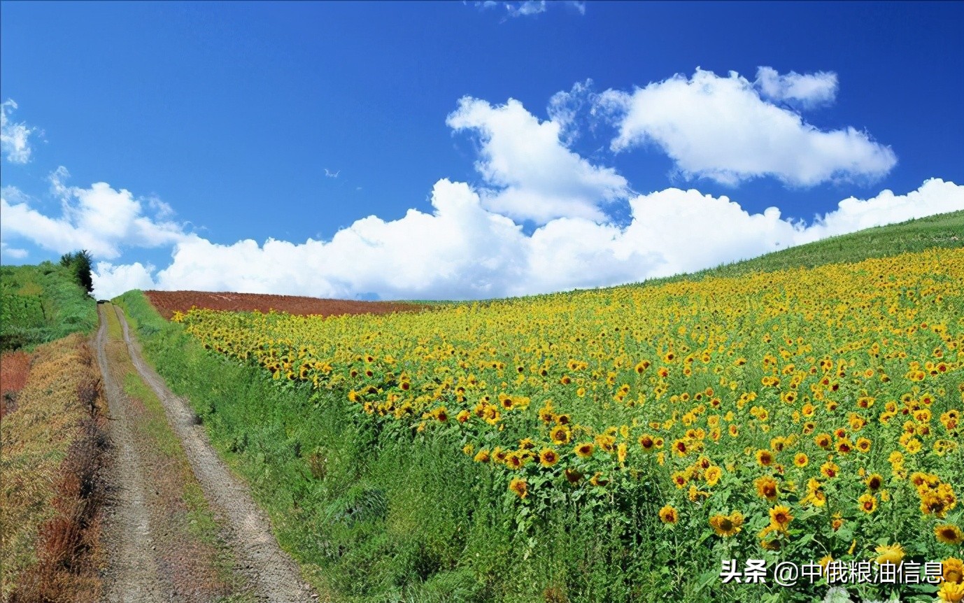 俄罗斯顿河葵花籽油,葵花籽油菜籽油俄罗斯