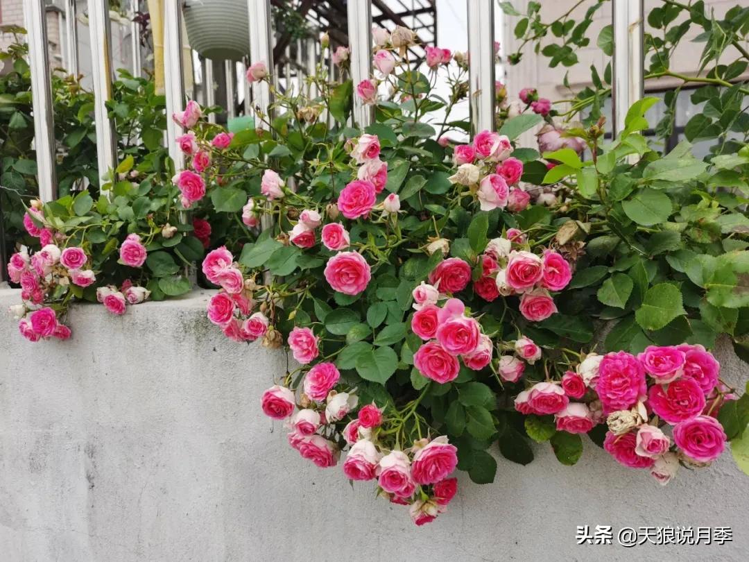 圆滚滚的绣球，瀑布般的花墙，这届花友也太会种花了吧