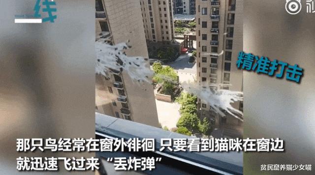 鸟的报复,鸟的报复心有多强