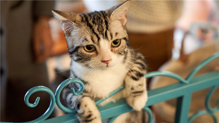 养猫家中异味怎么去除,养猫怎么防止家里有异味